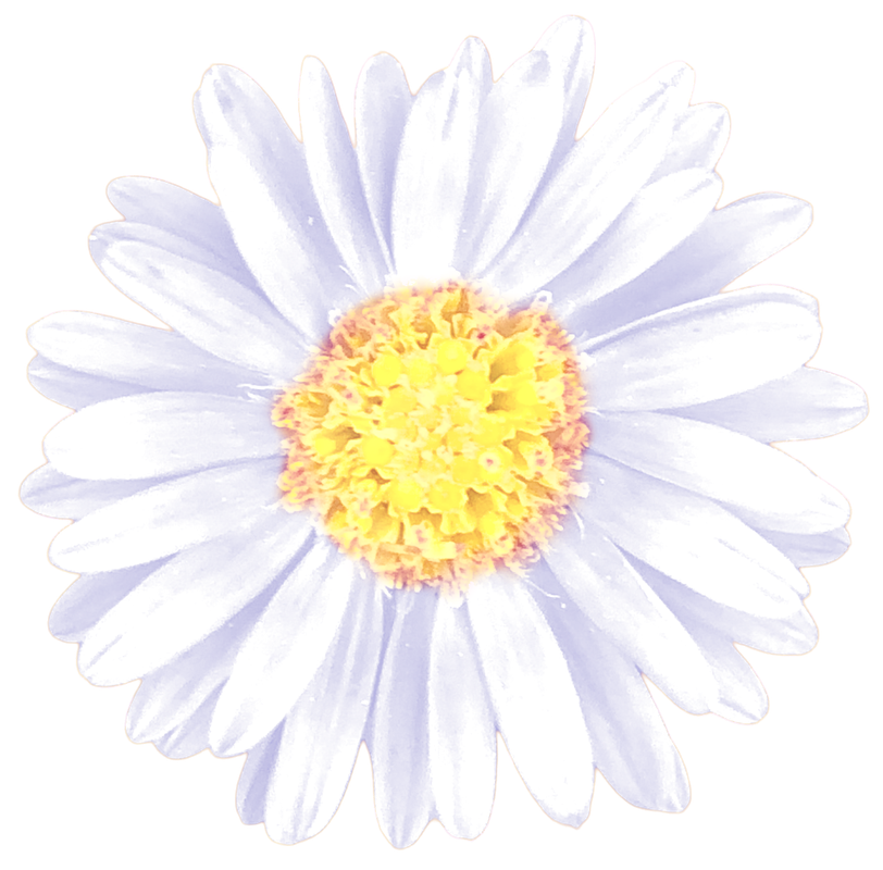 White Daisy