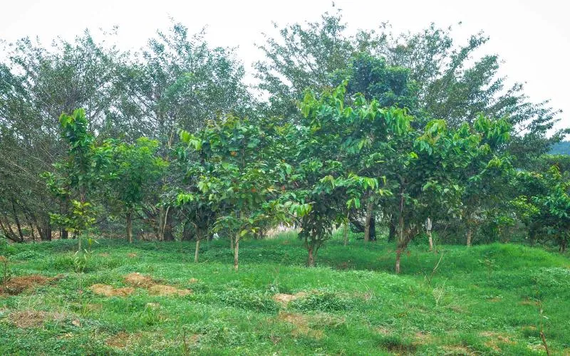 Haritha Keralam Adaram
