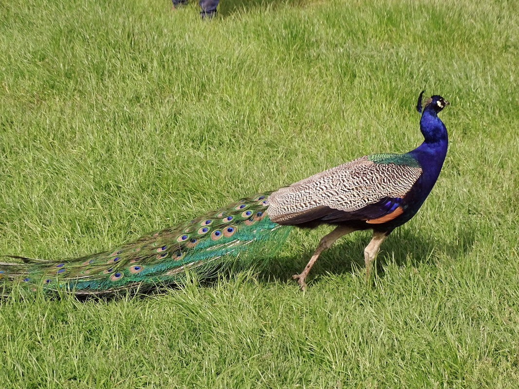 10.18 - paw2 (irycki)