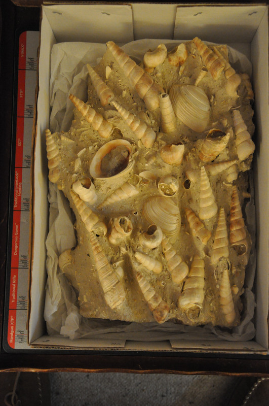 Fossils