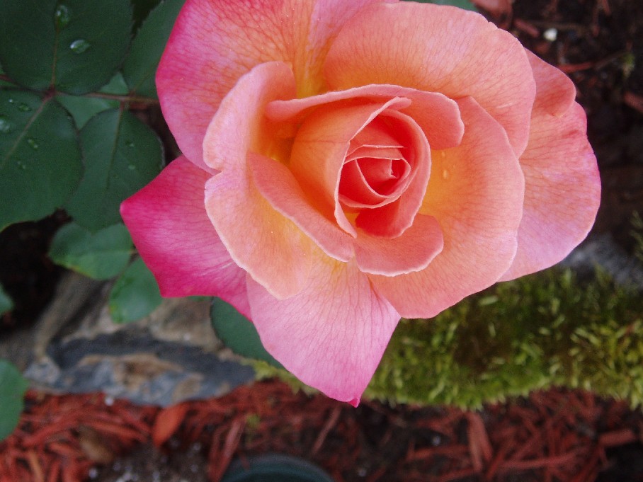 [Image: 9-FE6738-F-5385-4-E88-890-D-8-E40-DCAE1950.jpg]