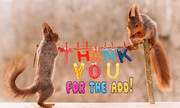 Squirrels-Thank-You-For-The-Add