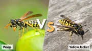 [Image: Key-Differences-Between-a-Wasp-and-a-Yellow-Jacket.webp]