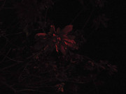 23.2.nightly reds II (edit)