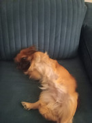 Tophie the Royal Pekinese