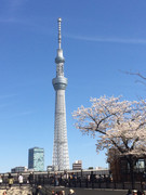 [Image: skytree-cherry-blossom1.jpg]