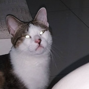 2018-05-31 05.47.29 1791393245324783353_338237262