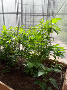 [Image: 20220626-GH-Tomato-and-peppers.jpg]