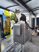 От Антальи на восток (до Мардина и Диярбакыра) + Анкара, ноябрь 2025.