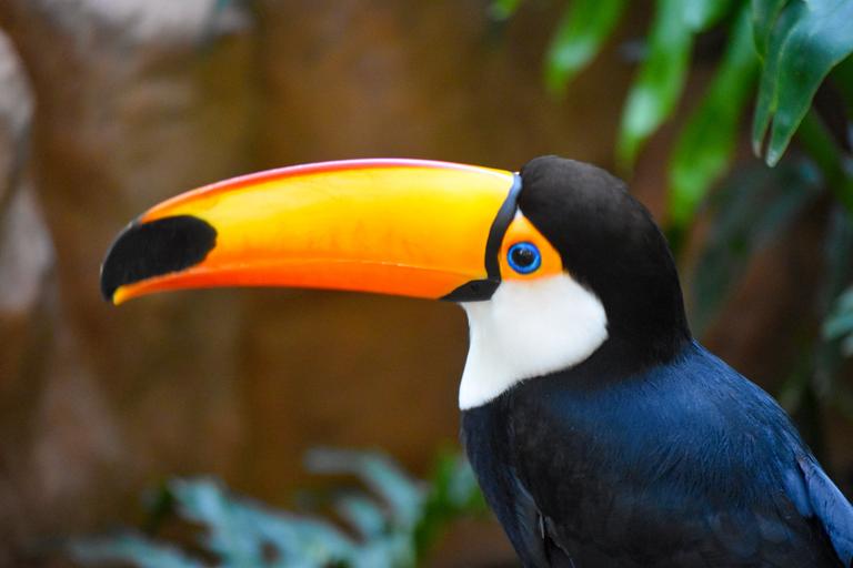 В джазе только девушки или аргентинско-бразильский калейдоскоп В джазе только девушки или аргентинско-бразильский калейдоскоп