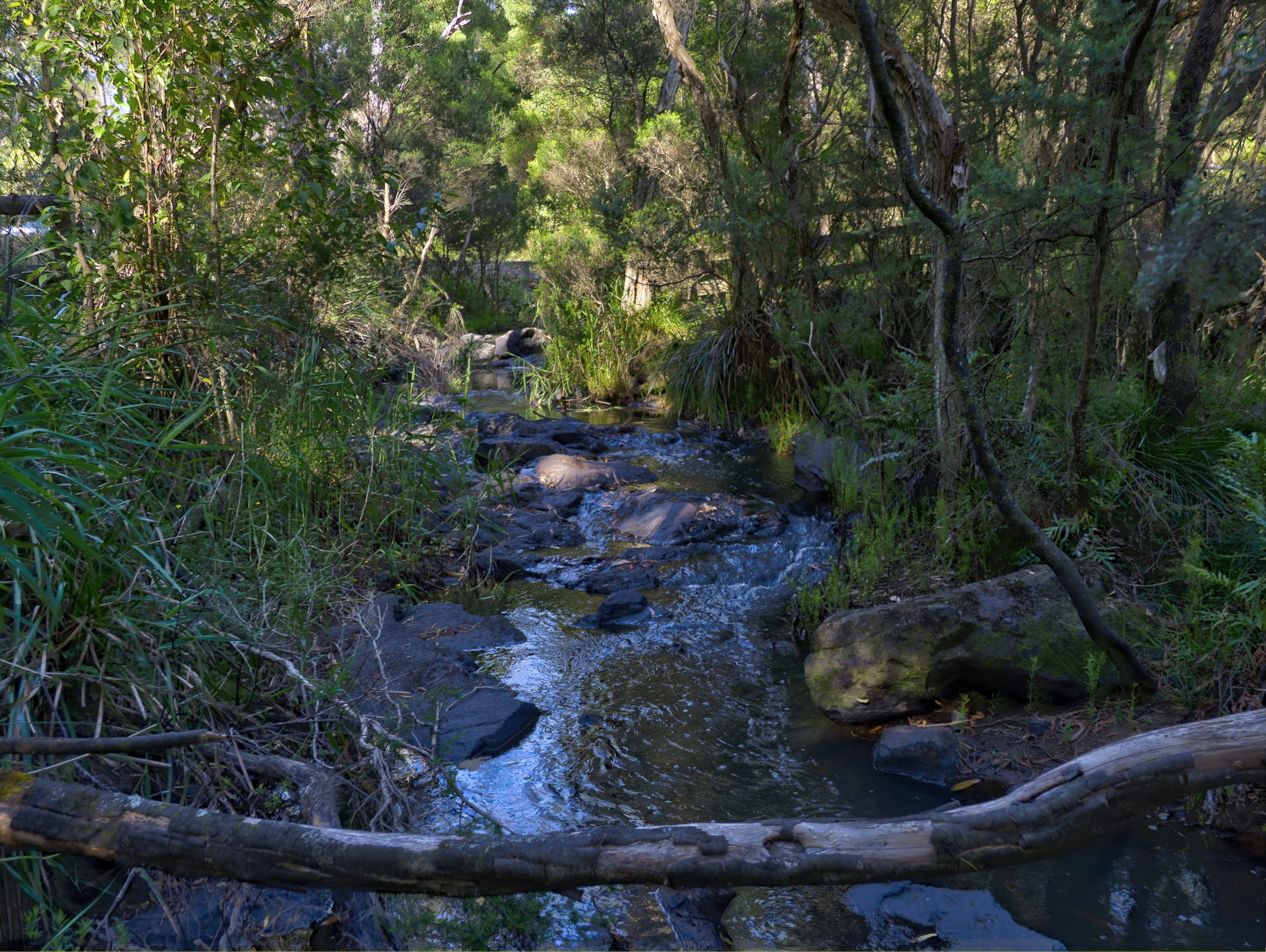 Main-Creek-at-Green-s-Bush.jpg