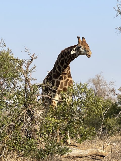 [Linked Image from i.postimg.cc]