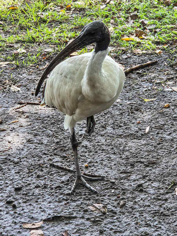 White ibis