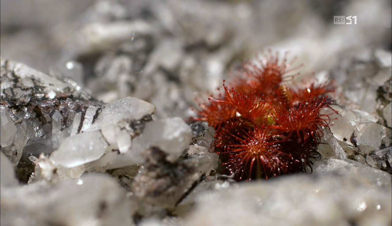 vlcsnap-2017-03-18-05h36m00s966