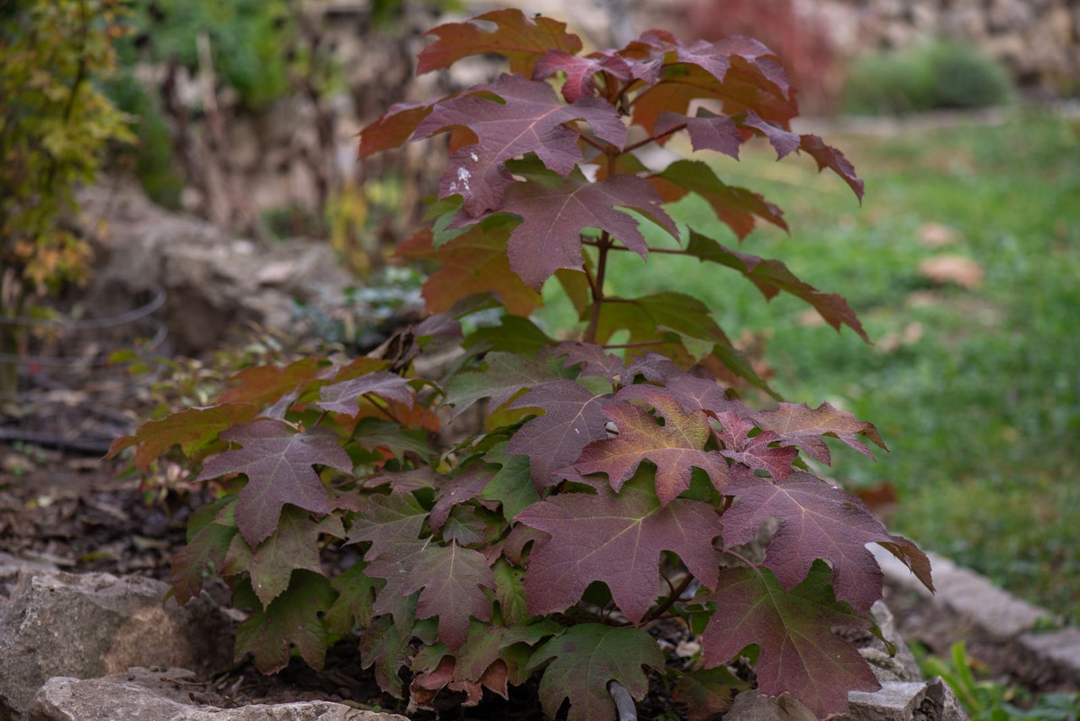 IMG-68bf6a9e17aa20ad5860c90f6cacd309-V