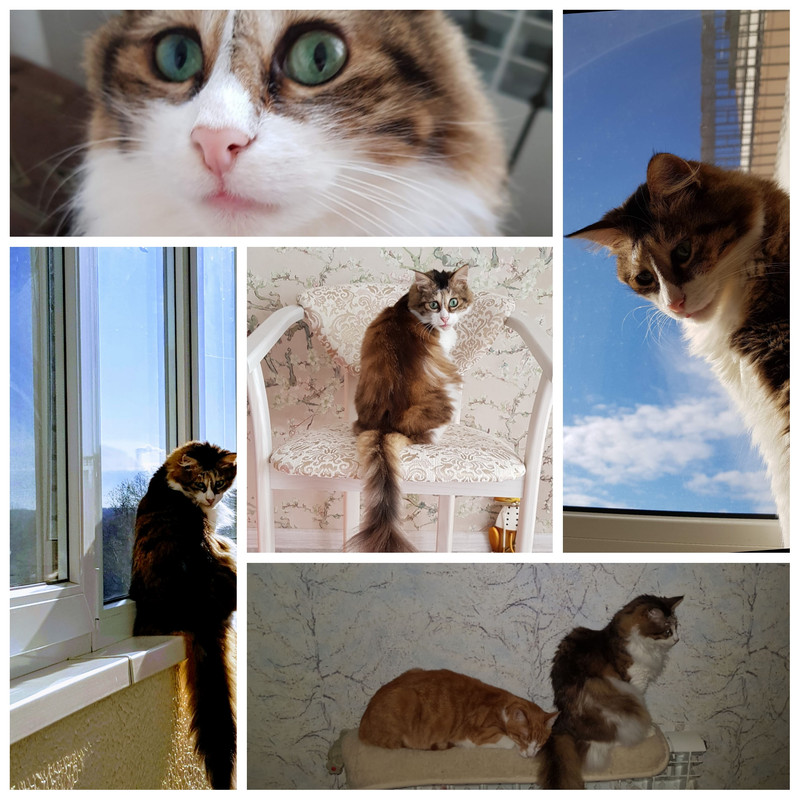 Photo Collage 1775216948746
