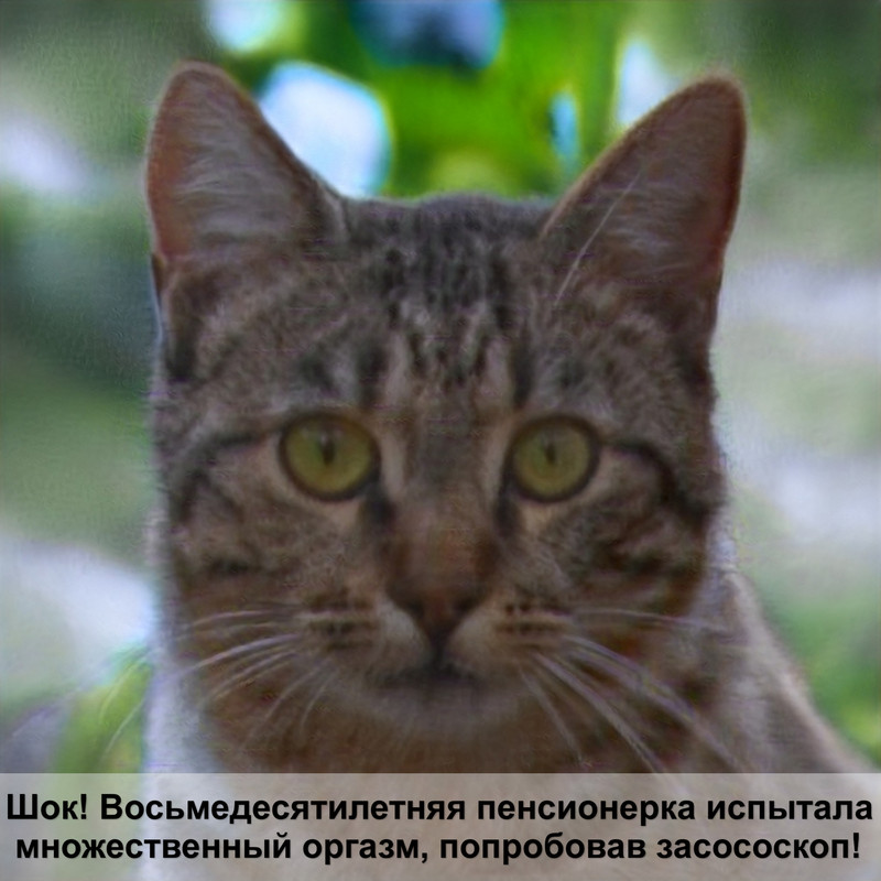 та самая кошка