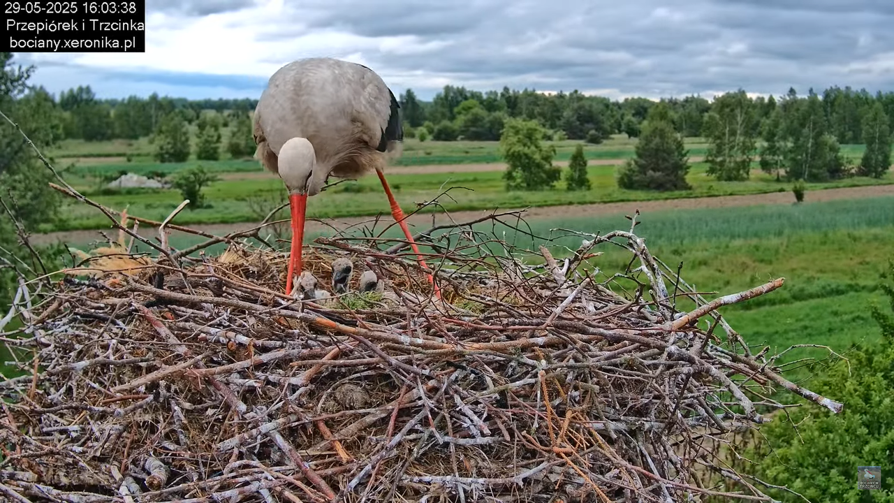 29052025bociany22
