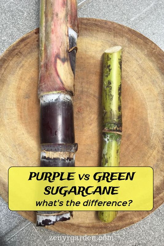compare-purple-green-sugarcane.jpg
