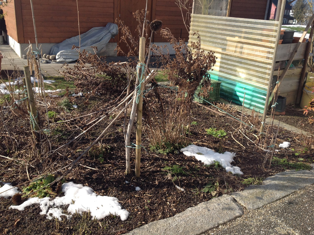 Garten Februar 12.02.2015 13 Uhr (1)