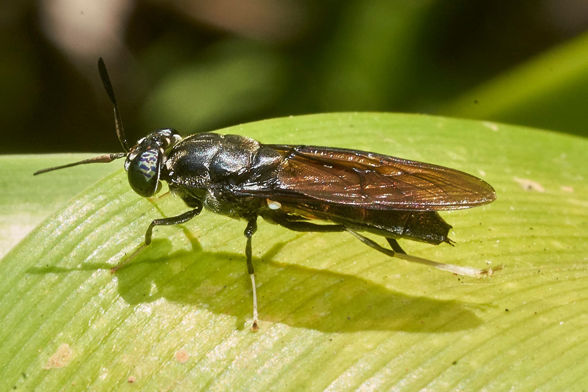 female-black-soldier-fly-close-up.jpg