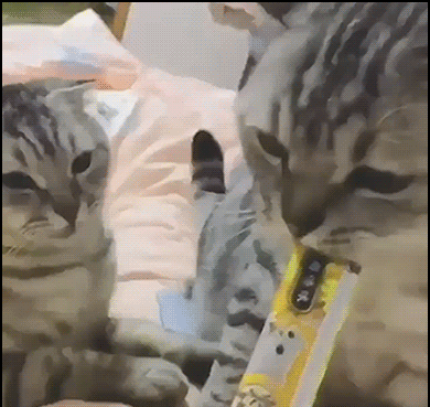 Funny-Cat-GIF-Possessive-cat-does-not-want-to-share-liquid-snack-Not-for-you-Bro-you-re-on-a-di.gif