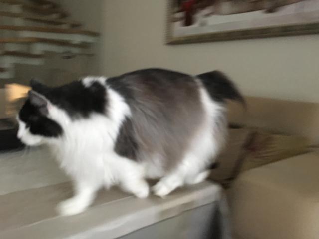 E6-C0-D13-D-619-A-4799-A708-0-BF50-E4587