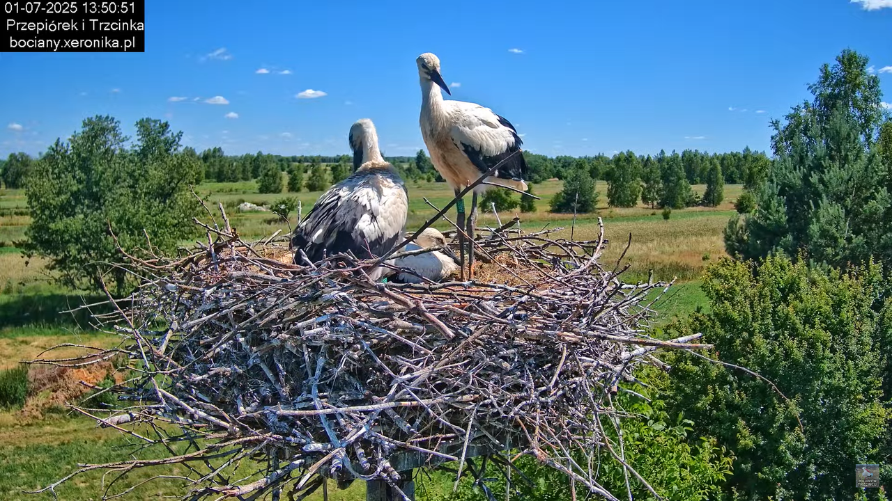 01072025bociany32