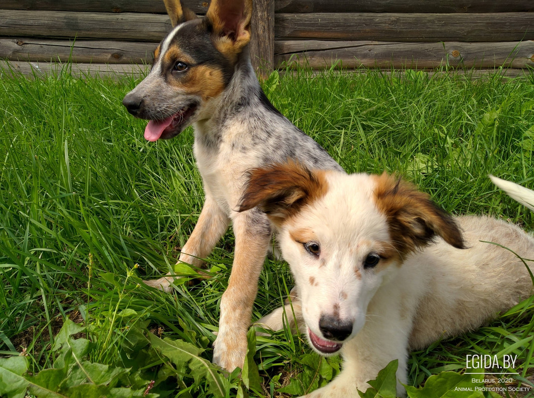 Blueberry 4 sits with Maggie