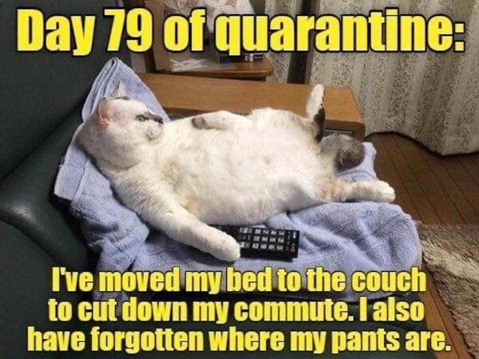 cat-quarantene-day79.jpg