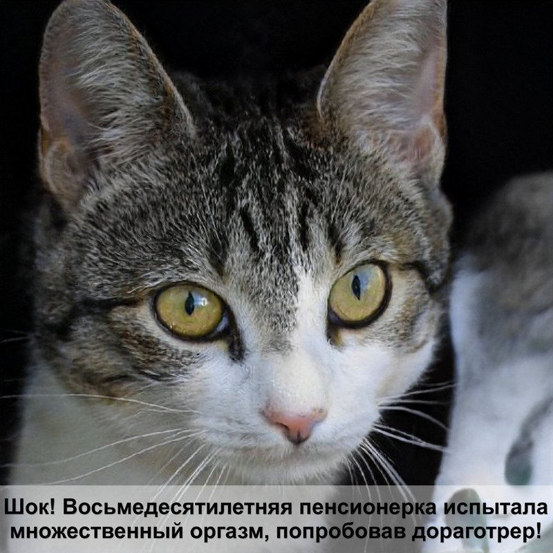 абиссинская кошка шерсть