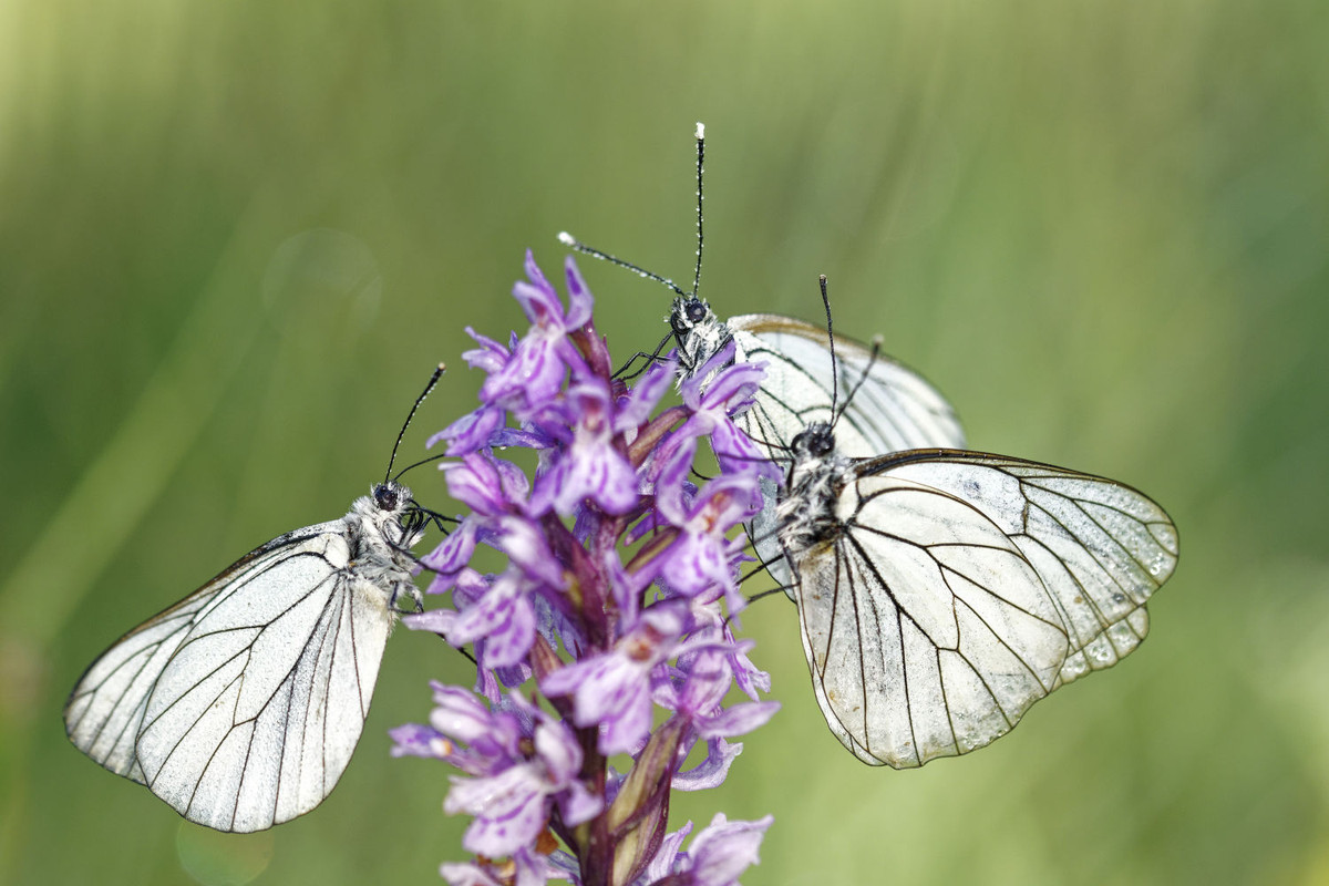 BARCHET_01-07-2020__DSC0026_DxO