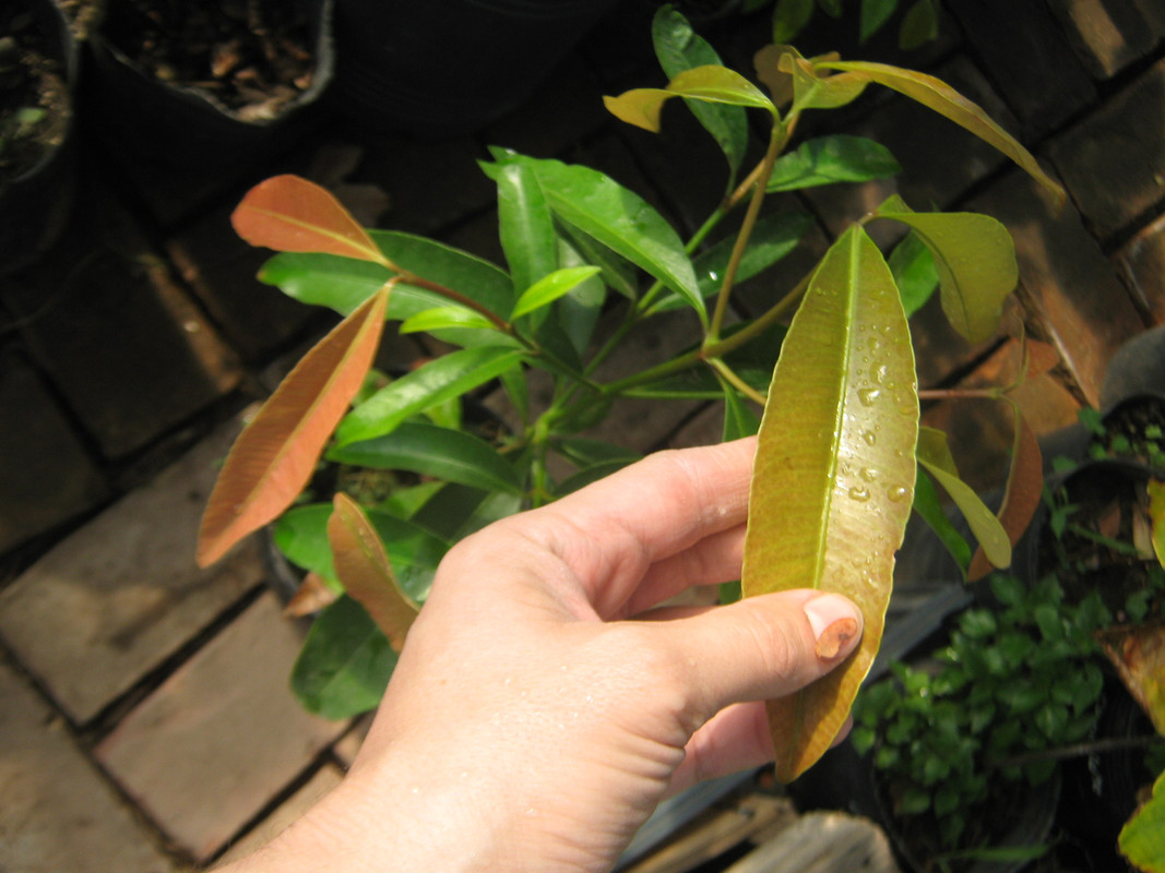 pacuri_garcinia_unknown_20150916T113620