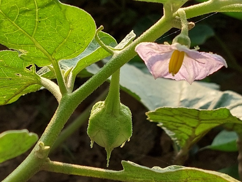 Brinjal flowering and fruiting stage showing flowers and young fruits