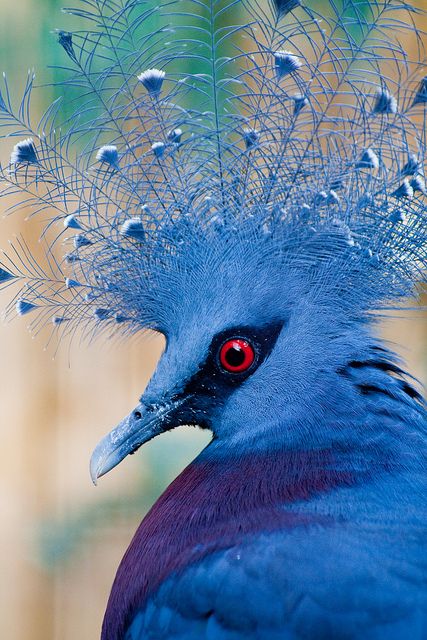 Blue-victoriacrownedpigeon-new.jpg