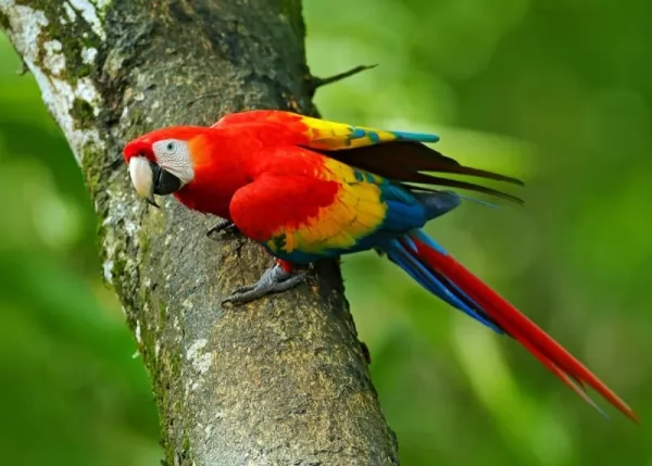 [Image: scarlet-macaw-facts-13110-1-1656461706.webp]