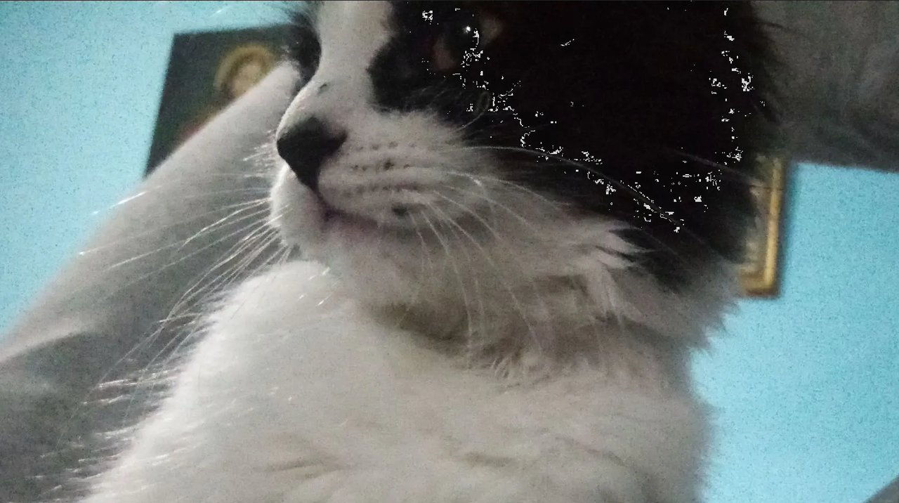 Investigan posible envenenamiento de gatos en España