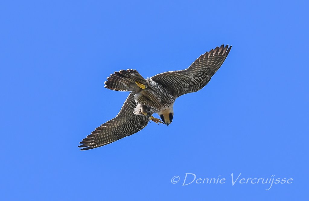 Foto's van Dennie 2023 Sv1504o