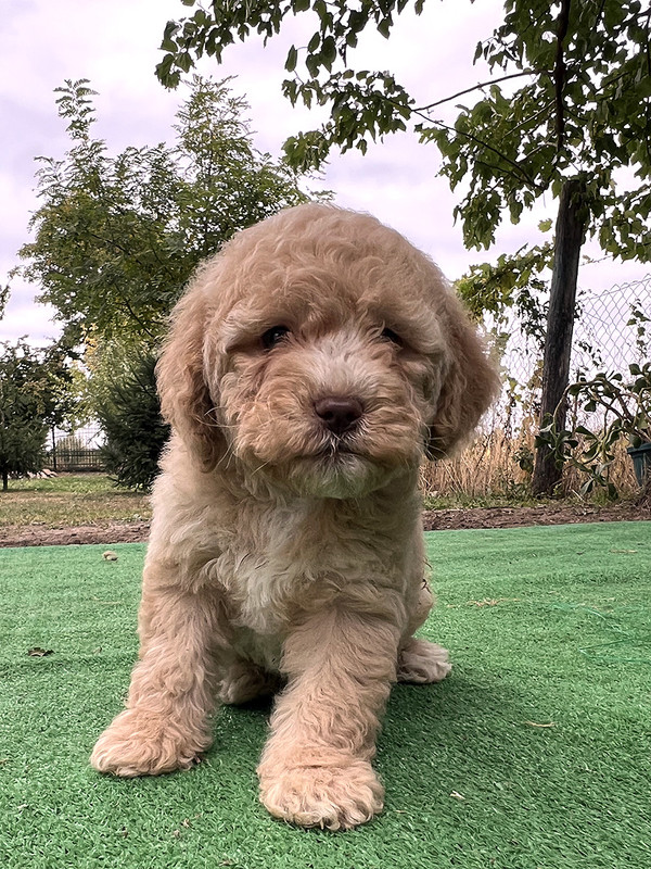 Lagotto Romagnolo female puppy for sale – Ideal Dale Elita – 48 days old – photo 5 – orange coat