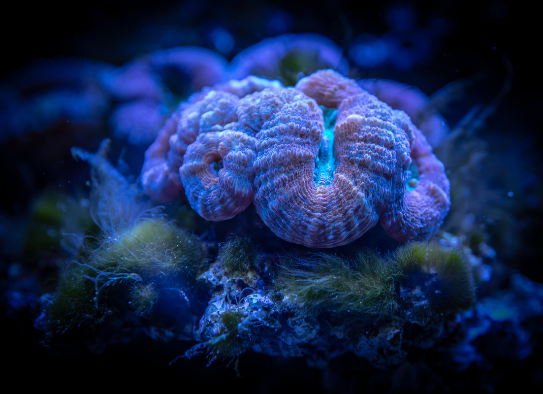 Blue-Sea-Anemone.jpg