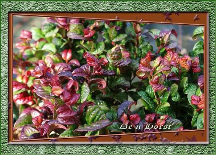 LEUCOTHOE-AXILLARIS-CURLY-RED-DRUIFHEIDE