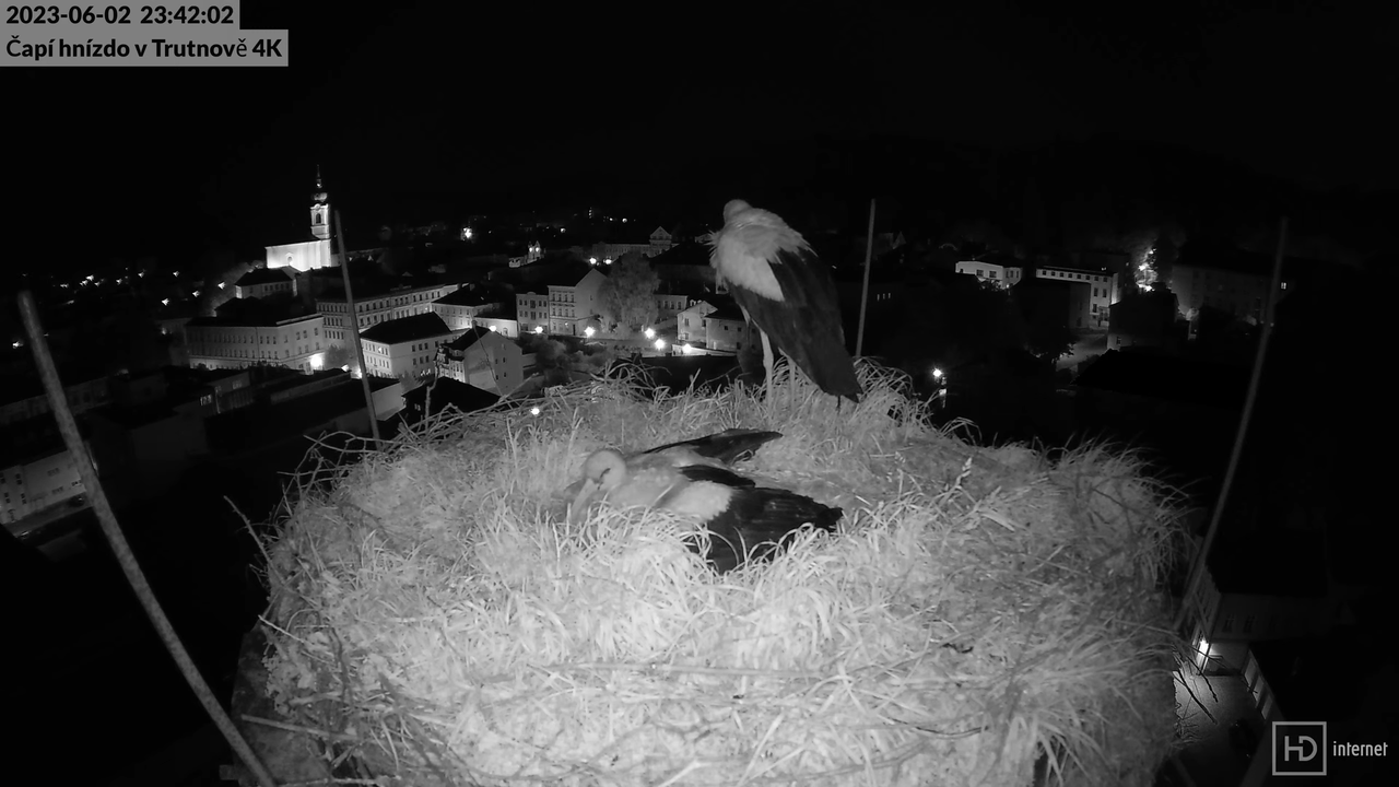 Živě z čapího hnízda na pivovarském komíně v Trutnově 13-0-12 screenshot