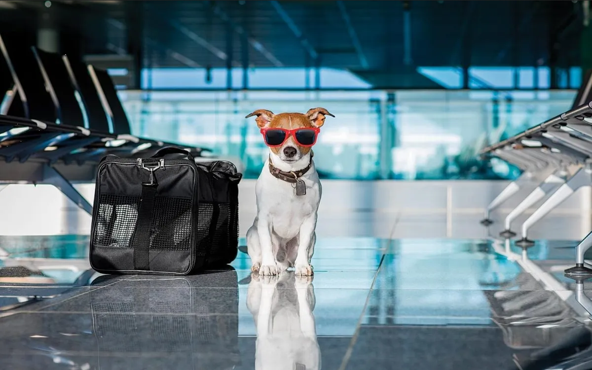 ¿Qué razas de perros no pueden viajar en avión?