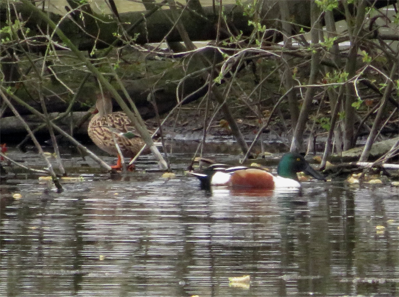 Shoveler