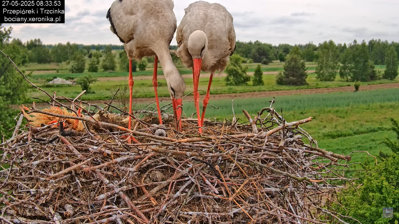 27052025bociany29
