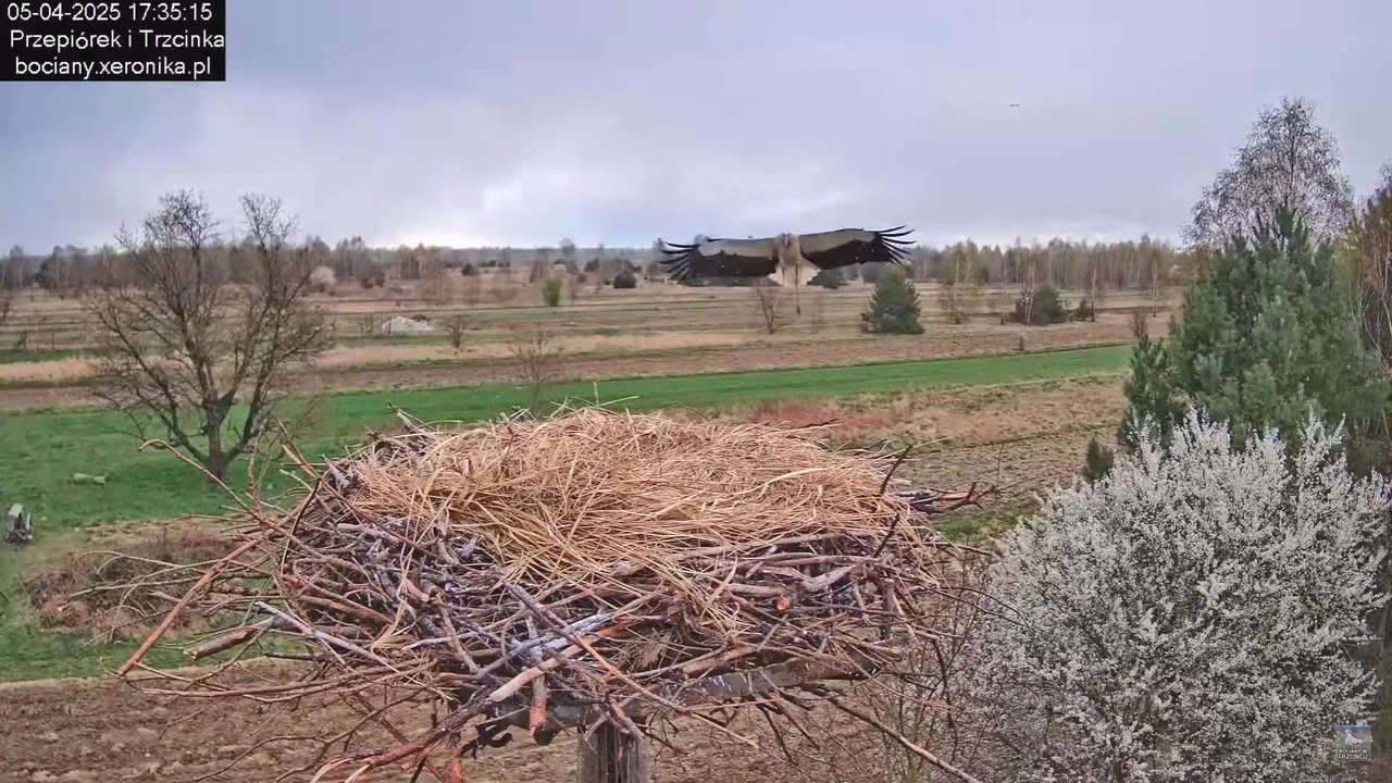 05042025paresekundwgniezdzie_32