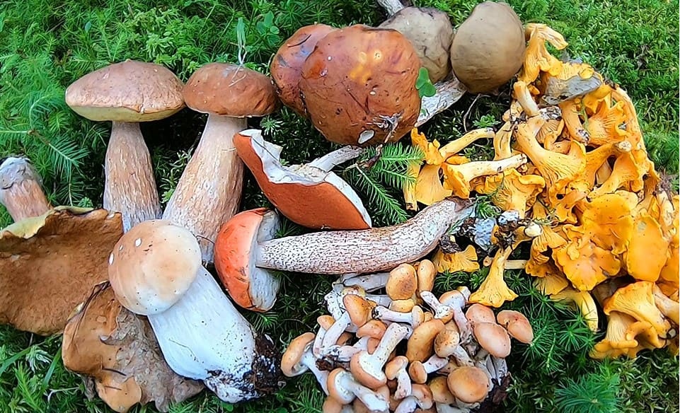 mushrooms-basket-003 3