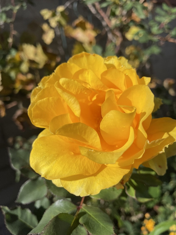 962E0FC3-239A-43C2-9238-8F1AB6A8294F_1_105_c