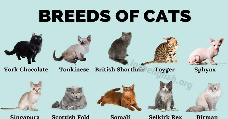[Image: Cat-Breeds-1.jpg]