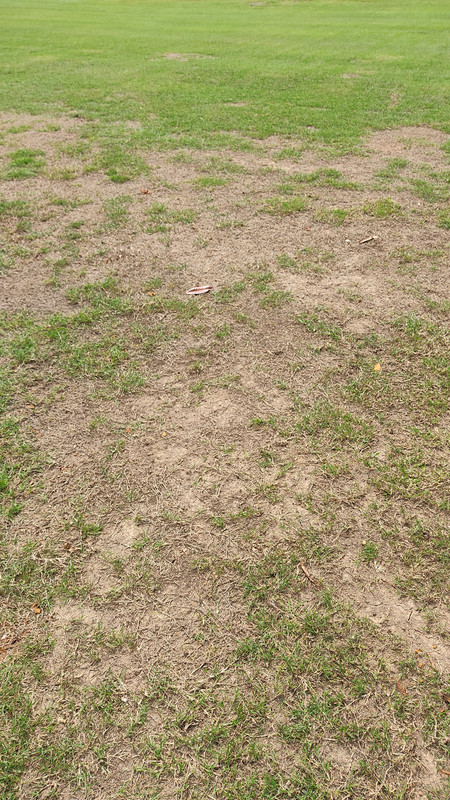 【U LAN】Byte Damage Dying Bermuda Training Bermuda Disaster | Lawn Care Forum
